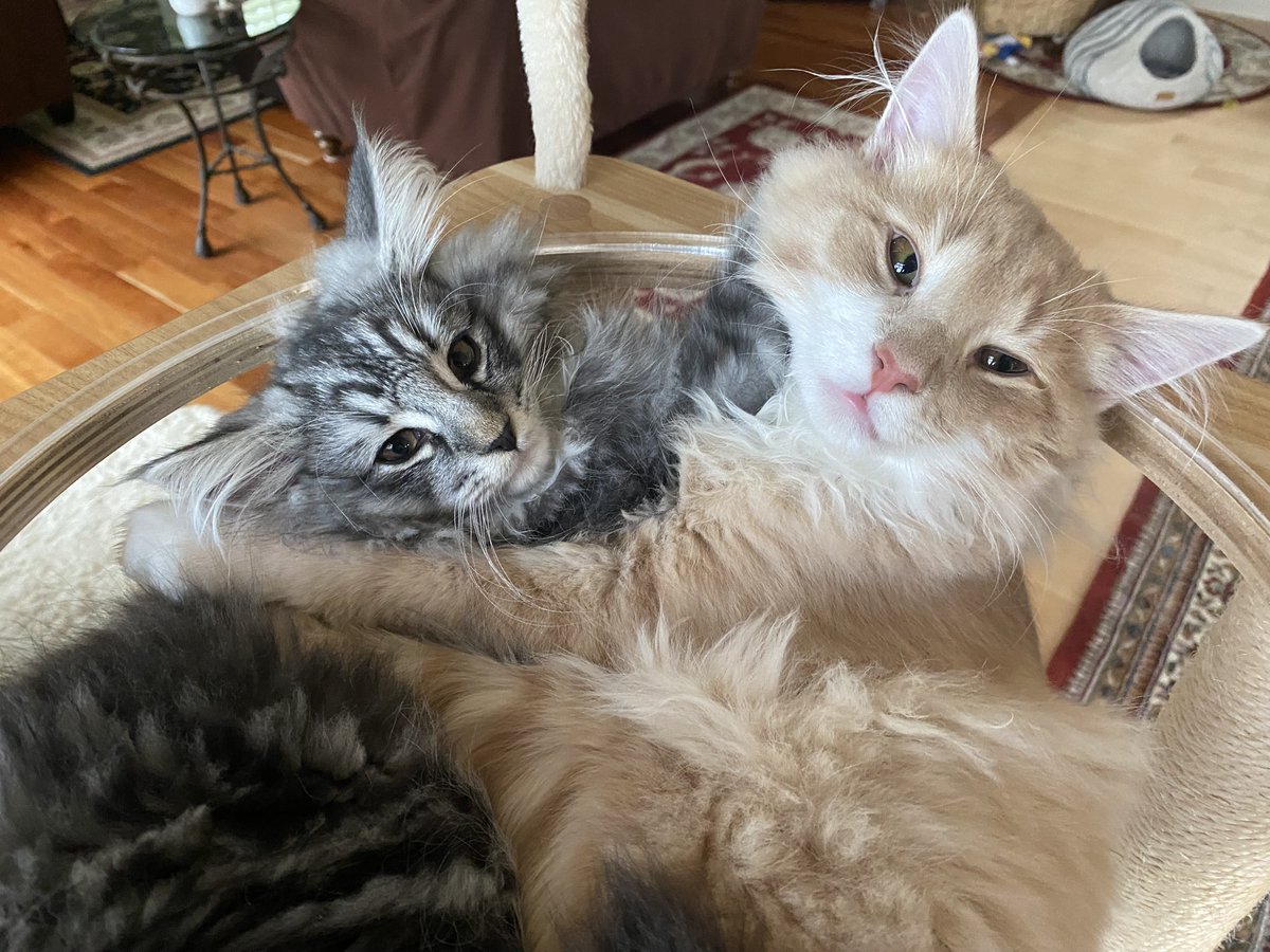 Spot Pet Insurance tweet media