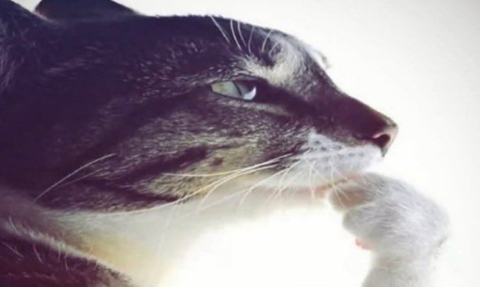 𑣲 Evi .ᐟ.ᐟ tweet media