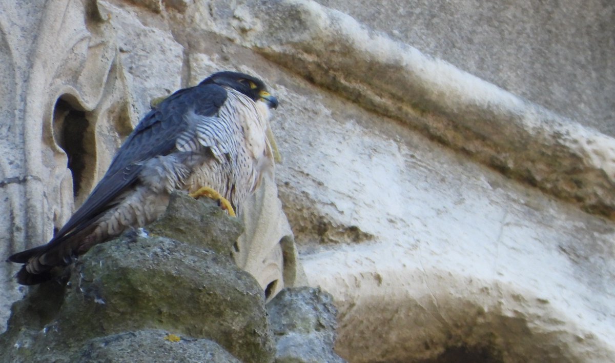 scottblack72's tweet photo. Had a trip down to York for a couple of days, single peregrine on the North West tower both Wednesday and Thursday, these images from Thursday looks like the male? perhaps @YorkPeregrines can confirm https://t.co/RzJLBKG3LP