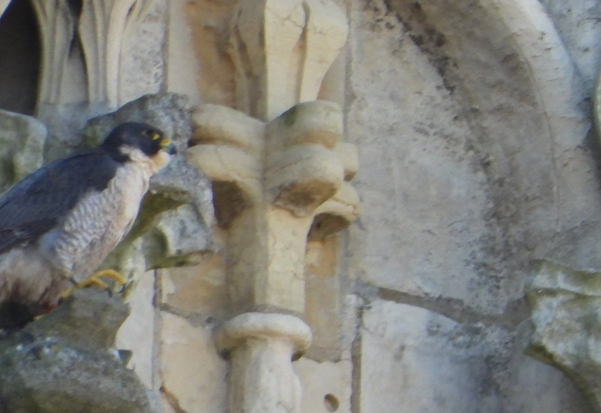 scottblack72's tweet photo. Had a trip down to York for a couple of days, single peregrine on the North West tower both Wednesday and Thursday, these images from Thursday looks like the male? perhaps @YorkPeregrines can confirm https://t.co/RzJLBKG3LP