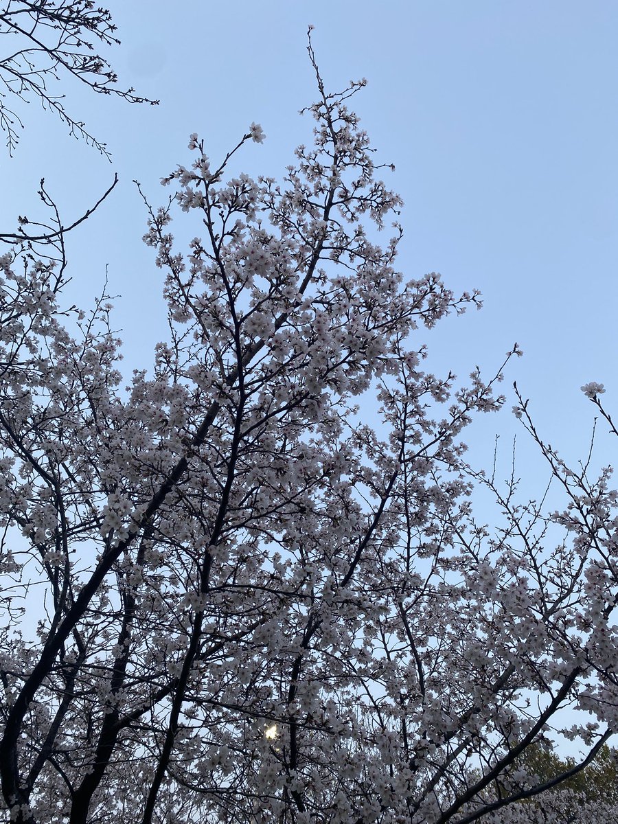 ぶらいとだよ🐹 tweet media