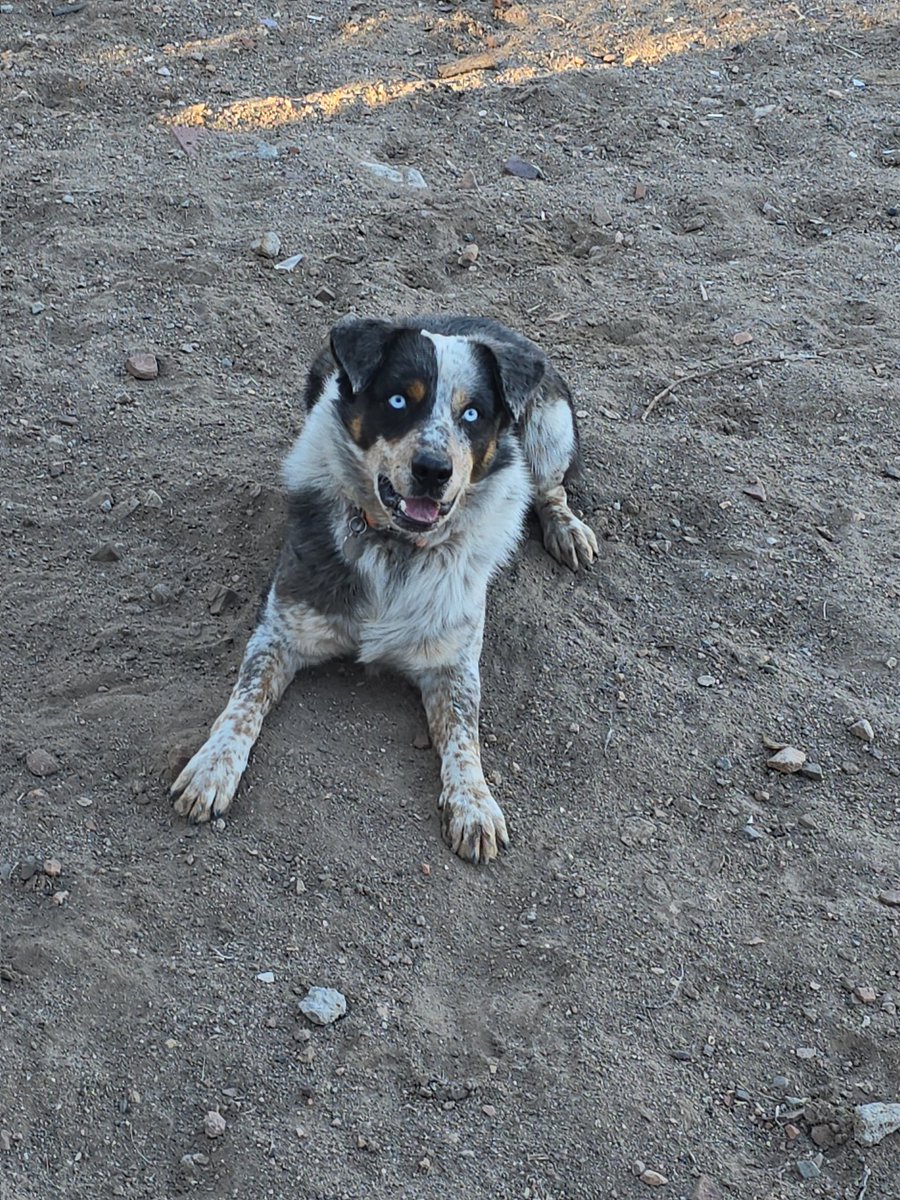 RG | Wolfsapper tweet media