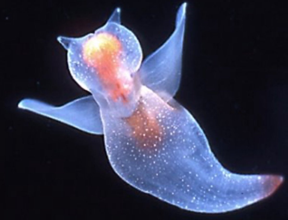 Literally me guys 🥹🧡🩵