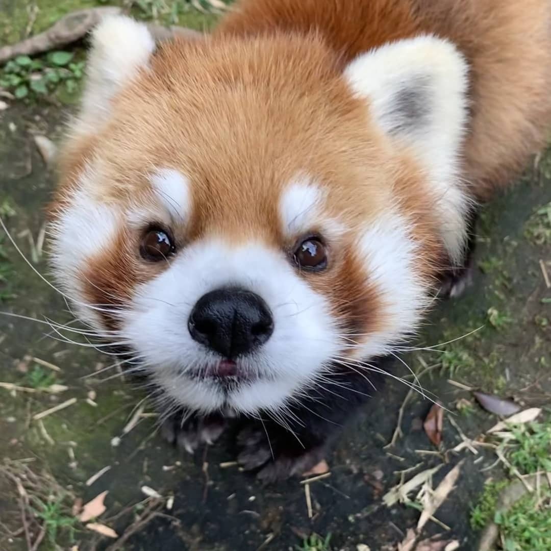 Kizuどん ℝ tweet media