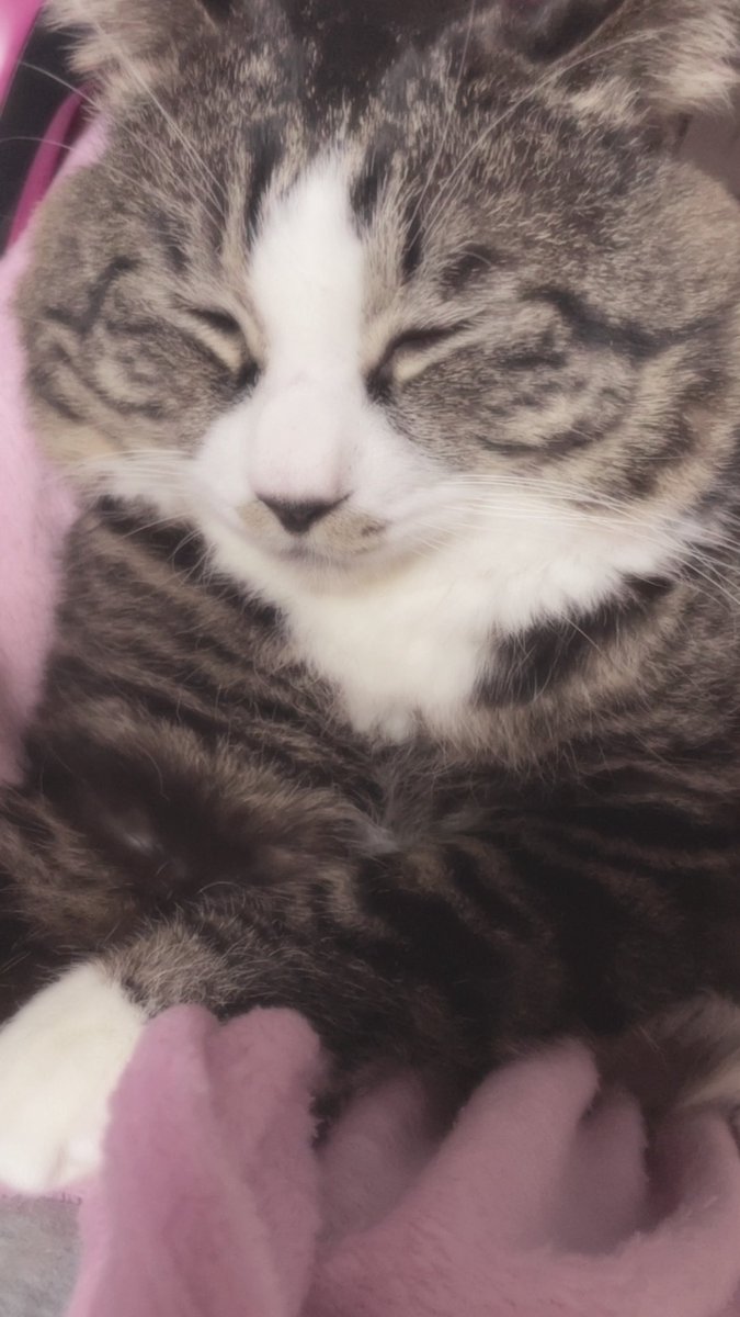 社不の 𝚒𝚌𝚑𝚒𝚔𝚊㌨ tweet media