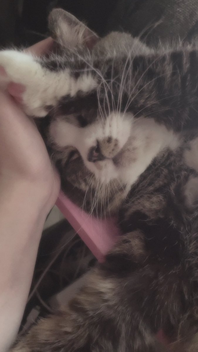 社不の 𝚒𝚌𝚑𝚒𝚔𝚊㌨ tweet media