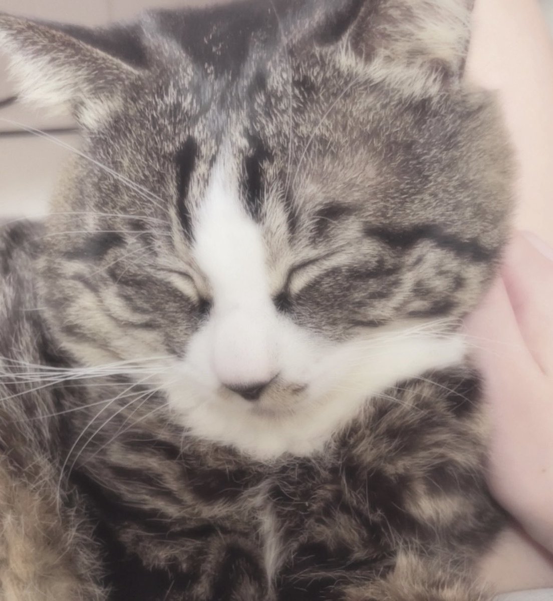 社不の 𝚒𝚌𝚑𝚒𝚔𝚊㌨ tweet media