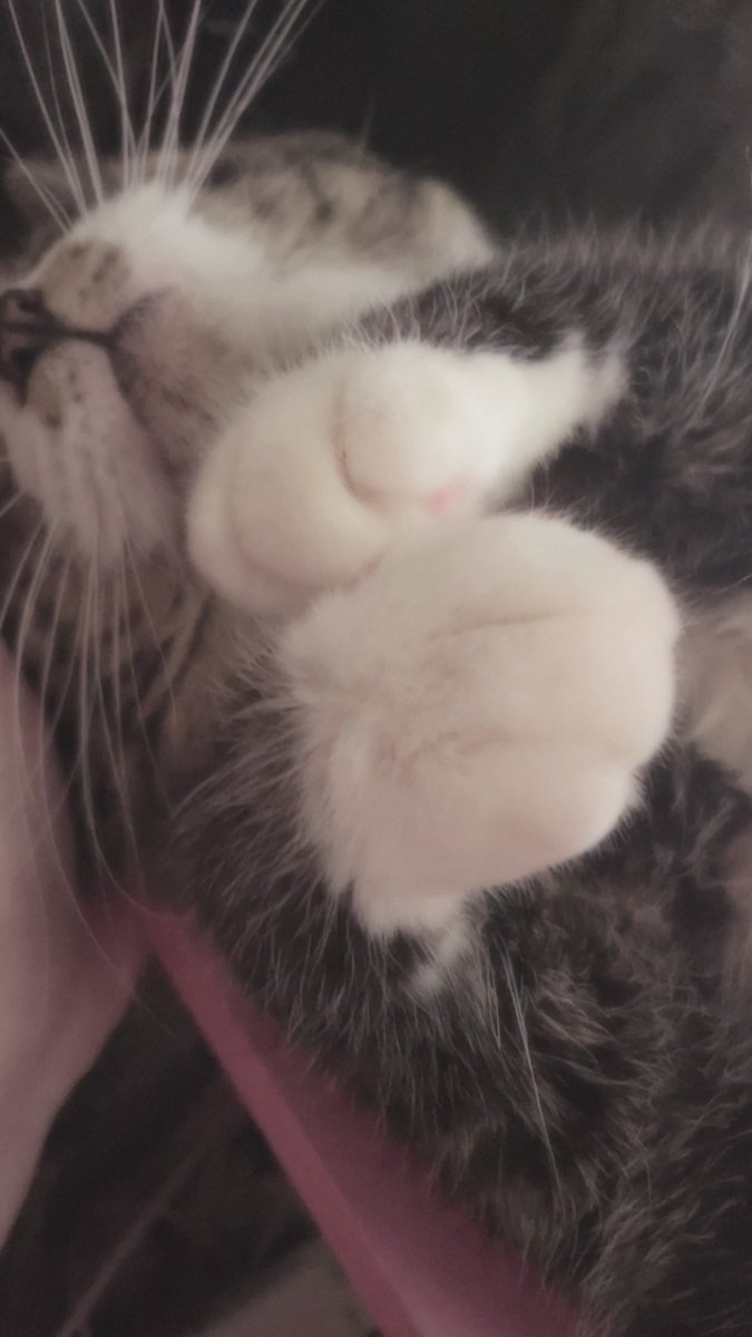 社不の 𝚒𝚌𝚑𝚒𝚔𝚊㌨ tweet media