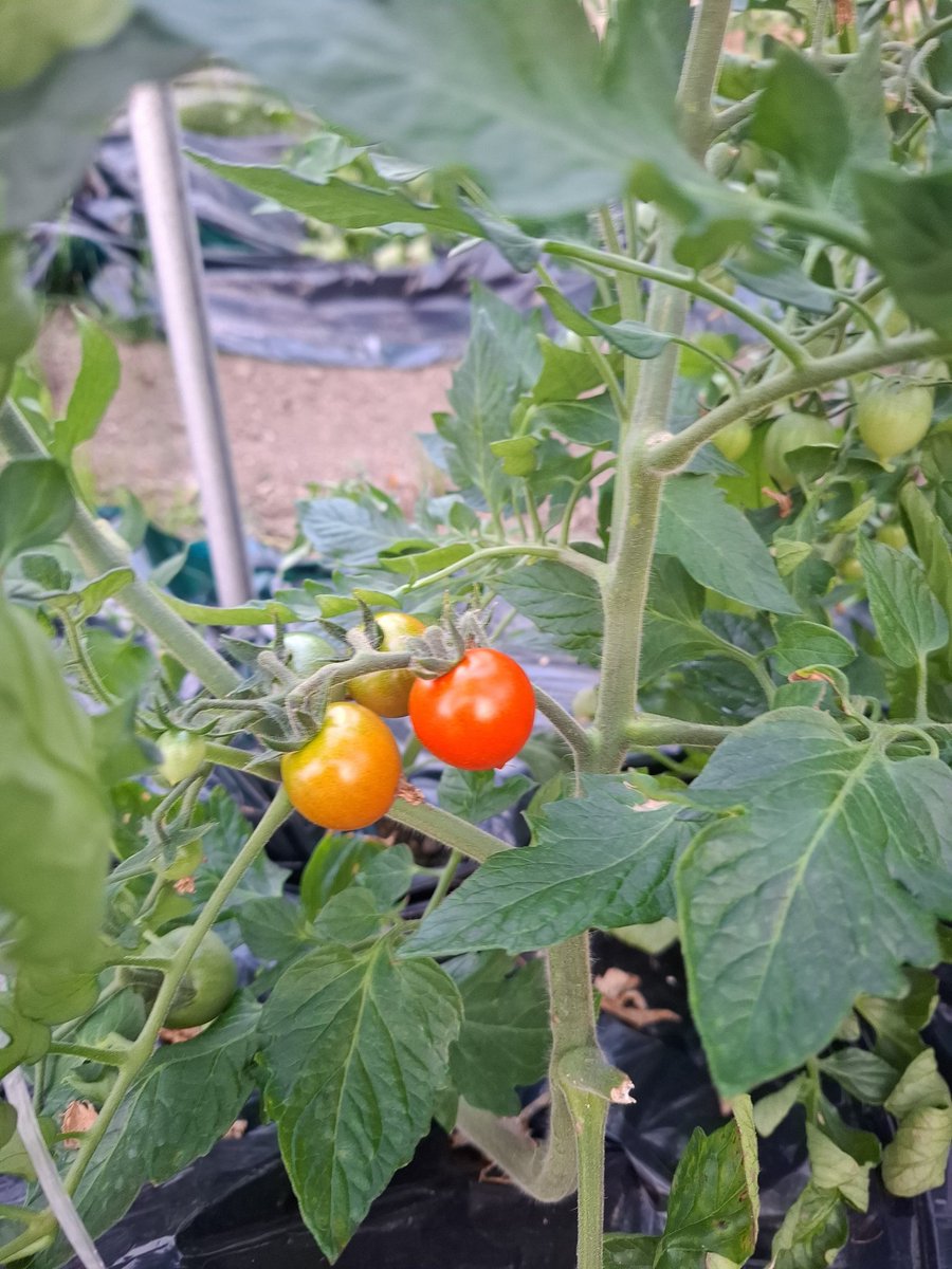 畑の果てを目指す騎耕士ジーニアス tweet media