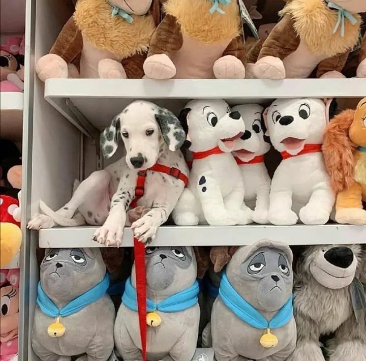 💖 (@twaniimals) on Twitter photo 