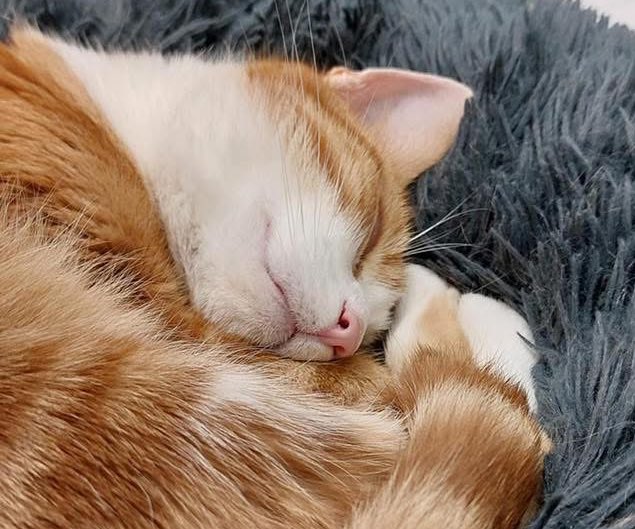 George The Stourbridge Junction Station Cat tweet media