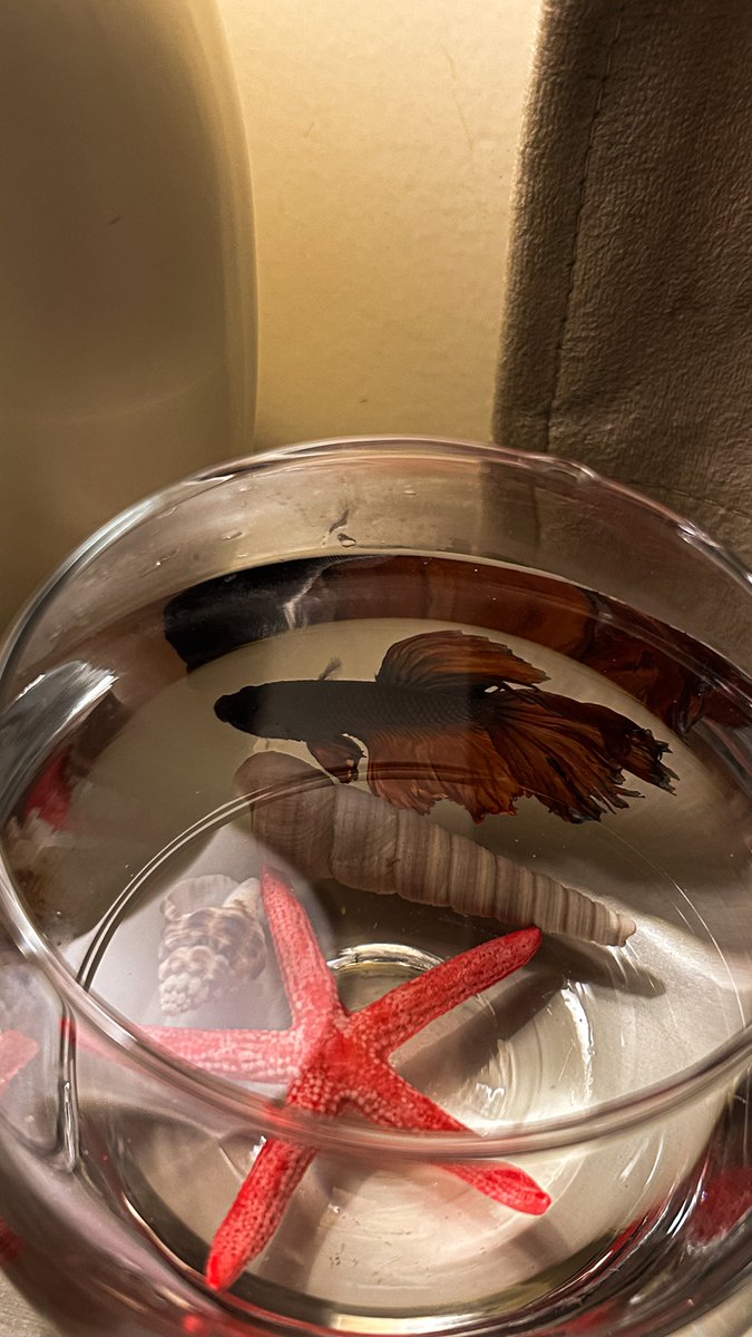 𝑺𝒌𝒚𝒂𝒓𝒊 tweet media