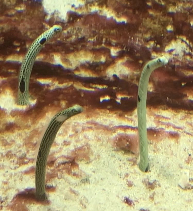 赤坂零式@ 天王洲アイル(仮)、赤坂負債 tweet media