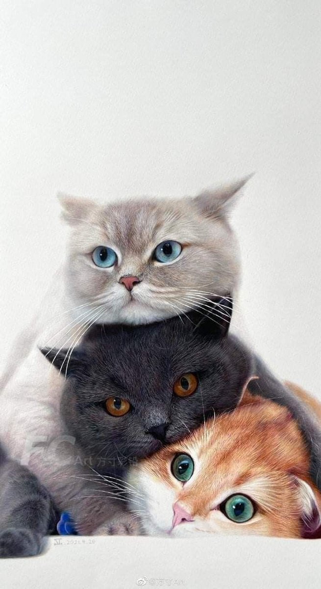 Solithra ☀️ tweet media