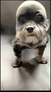 Dree 🦇 tweet media