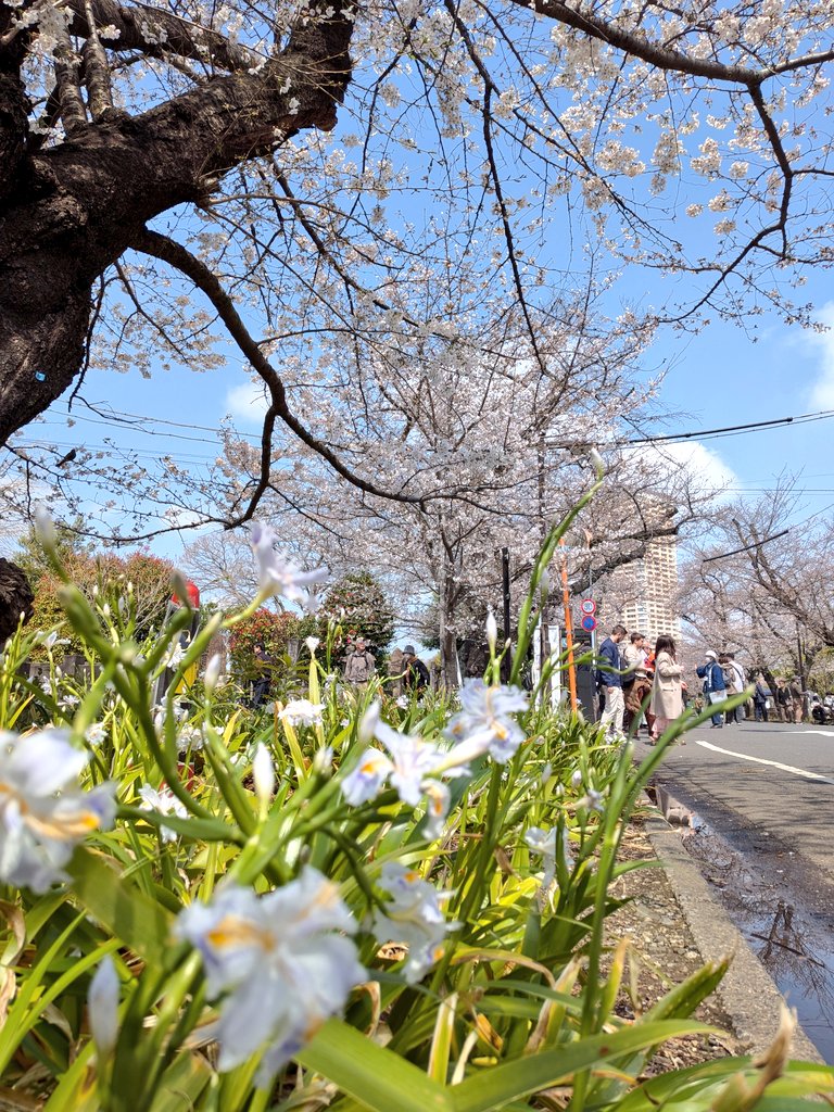 koushinblock's tweet photo. 2026/3/28
#上野公園 を通り抜け #谷中霊園 の #桜並木 で #シャガ が咲いているのを発見。
初めてシャガと桜を見ました。
谷中霊園の後はバスで隅田川公園まで移動。
#東京スカイツリー を遠くから見物。
人出と桜が満開🌸でした。 https://t.co/4WArJUCjMZ