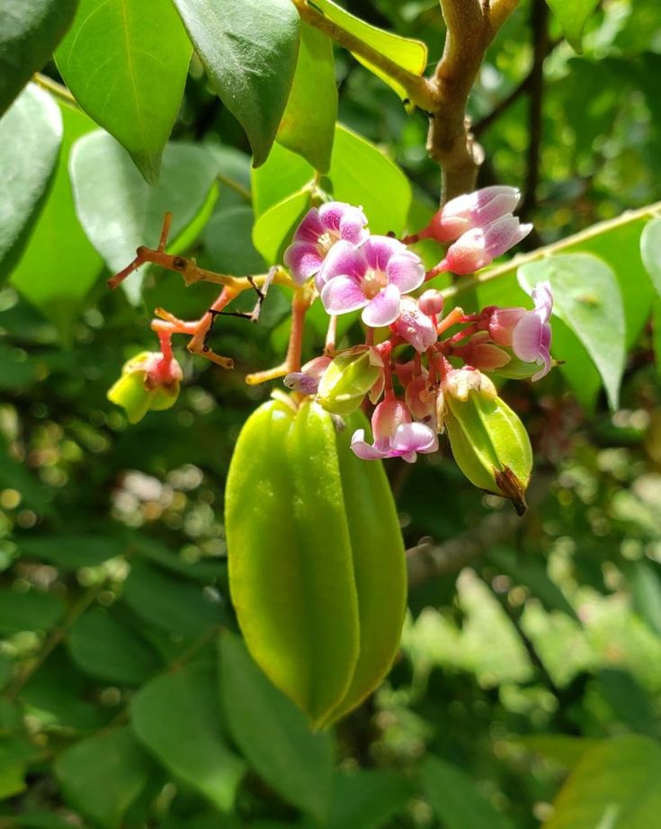 Untamedpath's tweet photo. A handful of petals for good measure
#NatureRecipe #FloralComposition #OutdoorAesthetic https://t.co/WWJpBimwEX