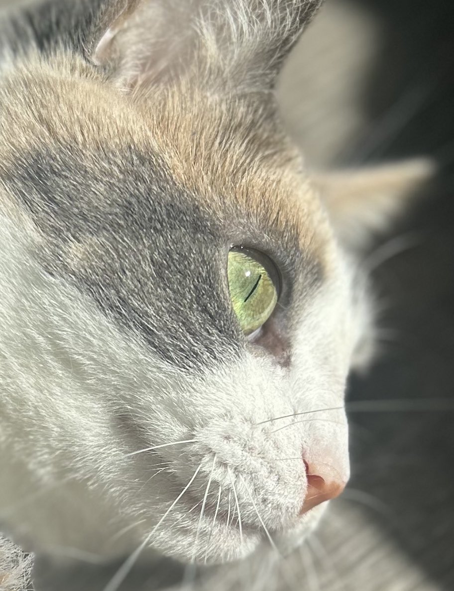 D2 S'phtposting ⬛️⬜️🟪 tweet media