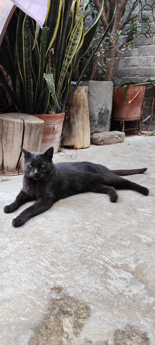 Karen Fabián tweet media