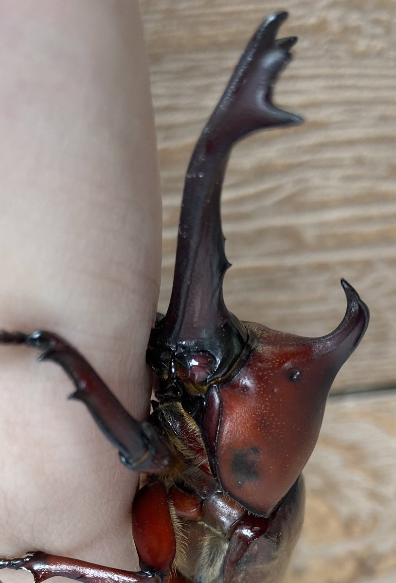 ビソン🐞 tweet media