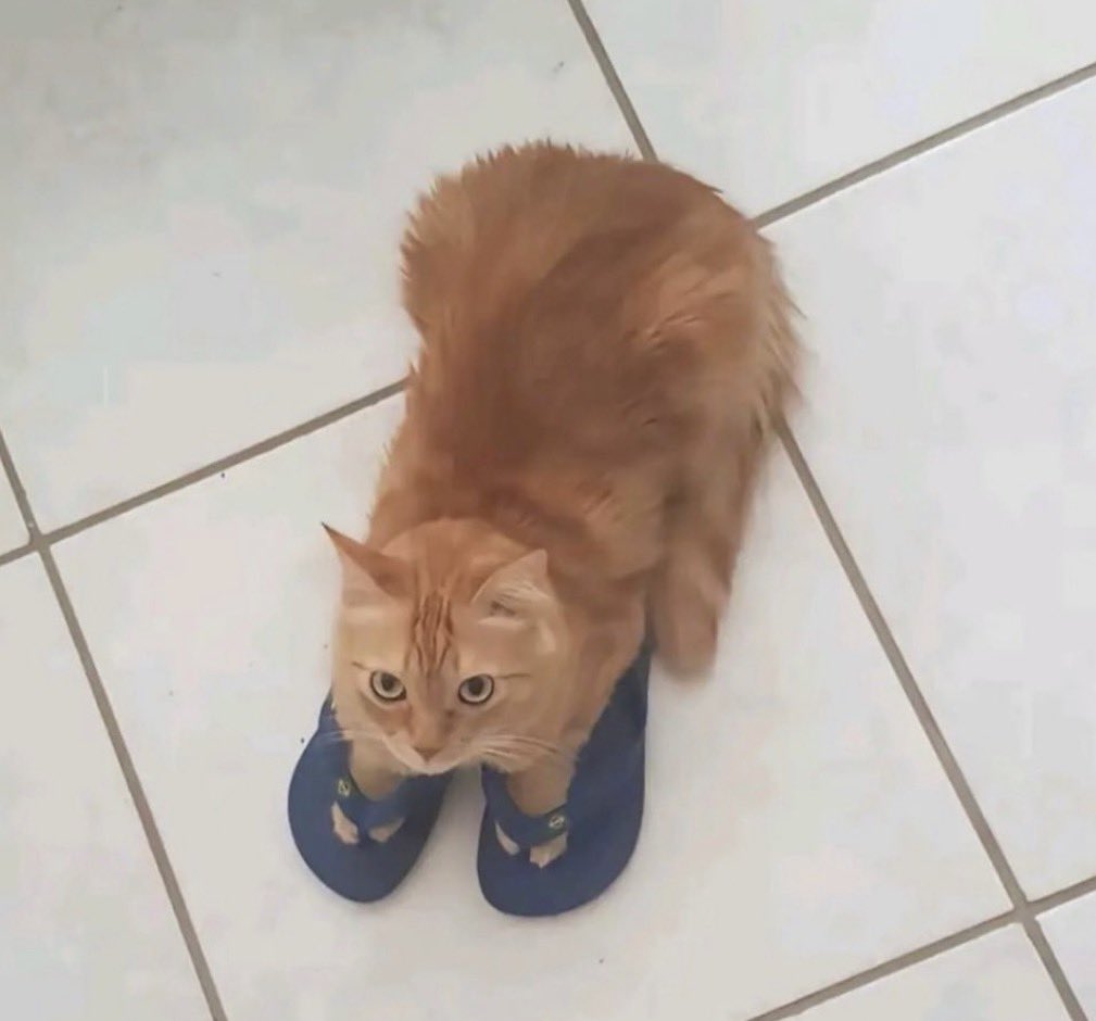 jelltrix | commisions closed tweet media