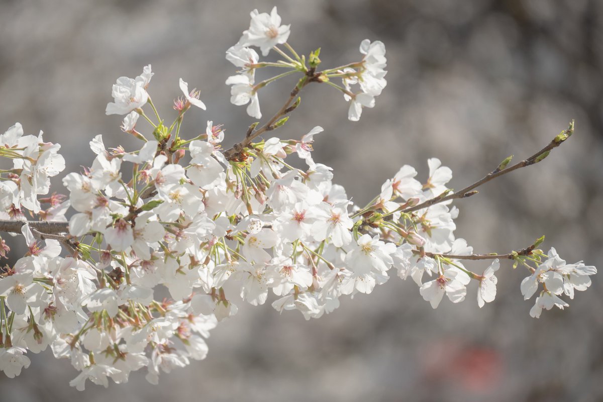 世布古(セプコ)| Photographer tweet media