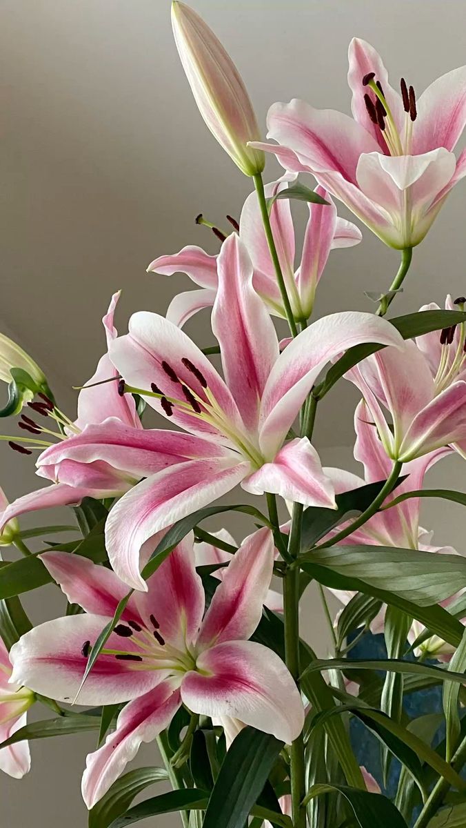 –Dan ⊙⊝⊜ BTS EN COLOMBIA tweet media