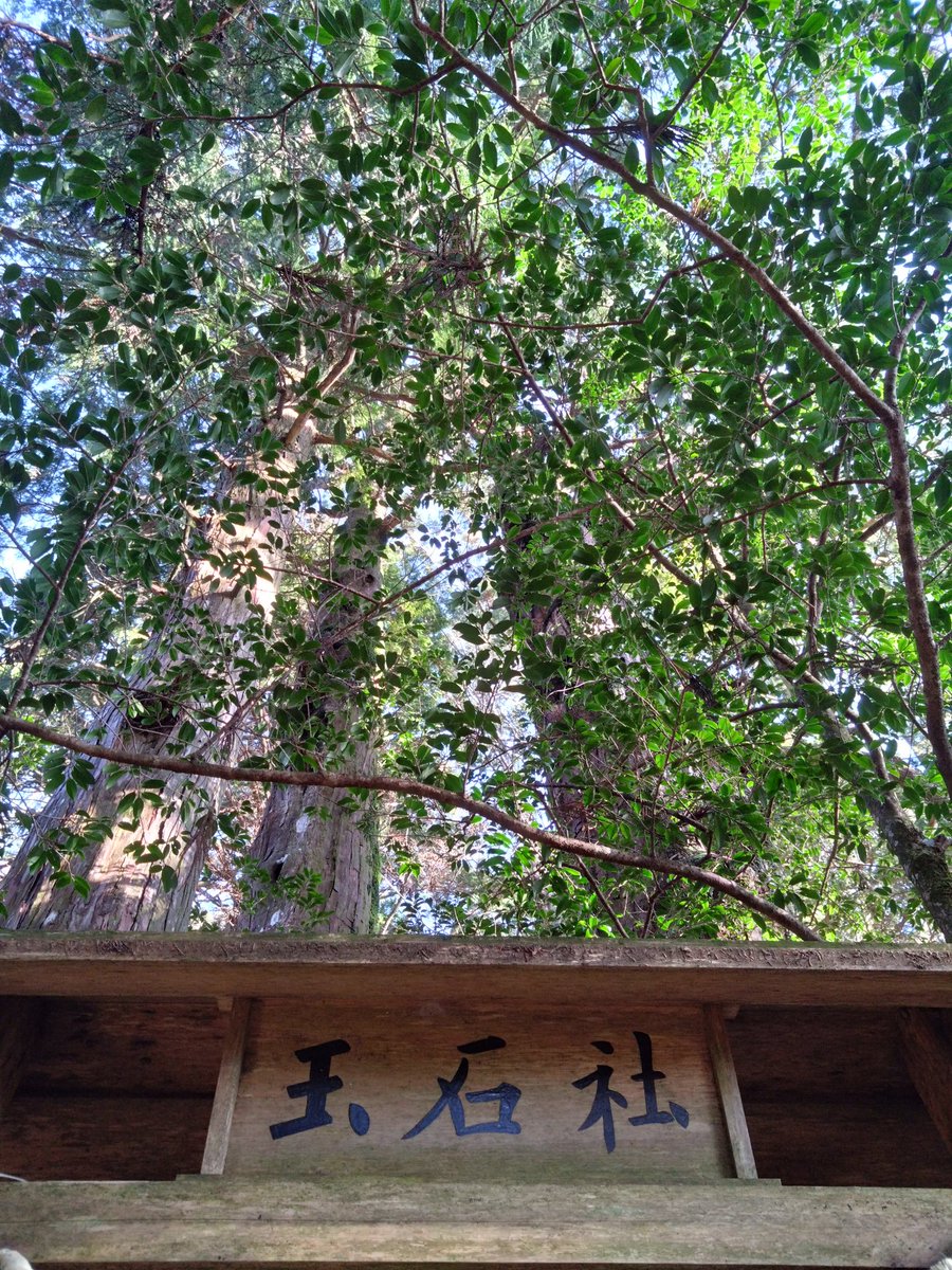ZEROREN7's tweet photo. 行ける人しかいけないと噂される、とある神社に行ってきた。
とても空気が澄んでいて、社も趣ある神社だった。
樹齢3千年の木も力強さを感じた。神主さんの祝詞とも出会った。そして源泉掛け流しの秘湯の地。
鈍ってた身体の感覚が研ぎ澄まされ、整っていく。
素敵な場所。良き。 https://t.co/qGL9i7qqAX