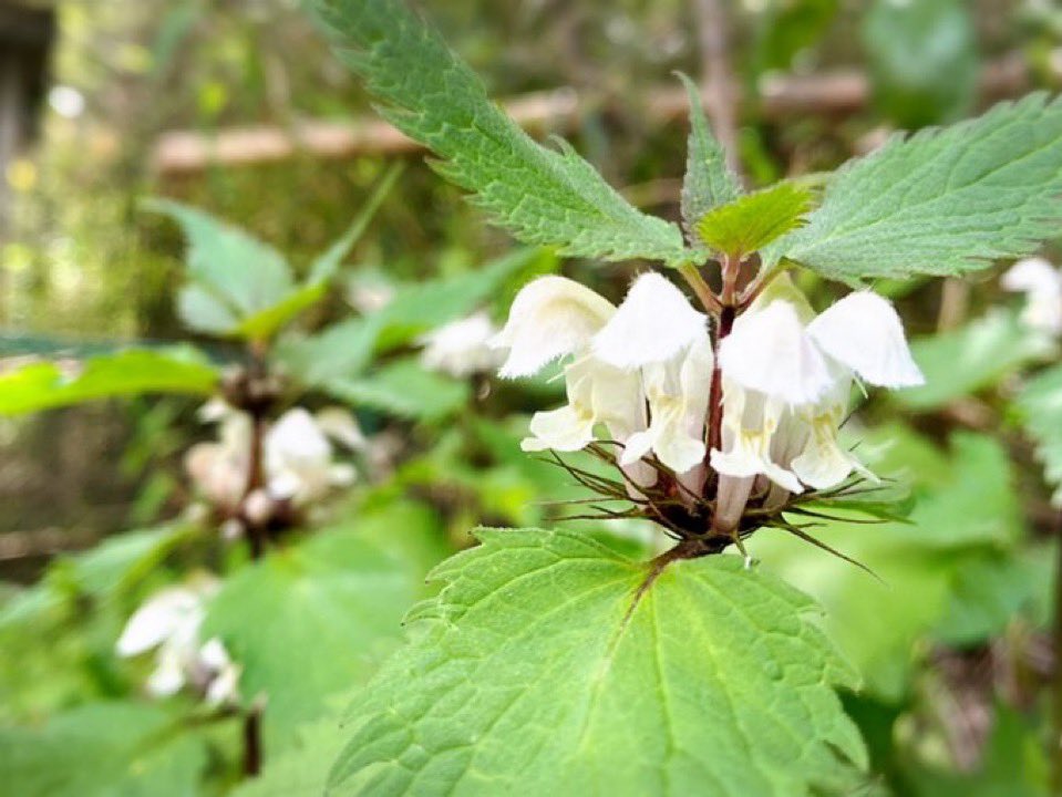 登山ガイドむらい tweet media