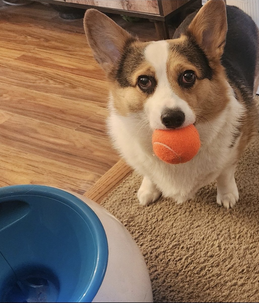 Pebbles DaCorgi & Teddy tweet media