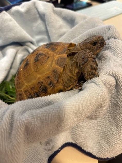 SIR CHUCHO 🎖️ tweet media