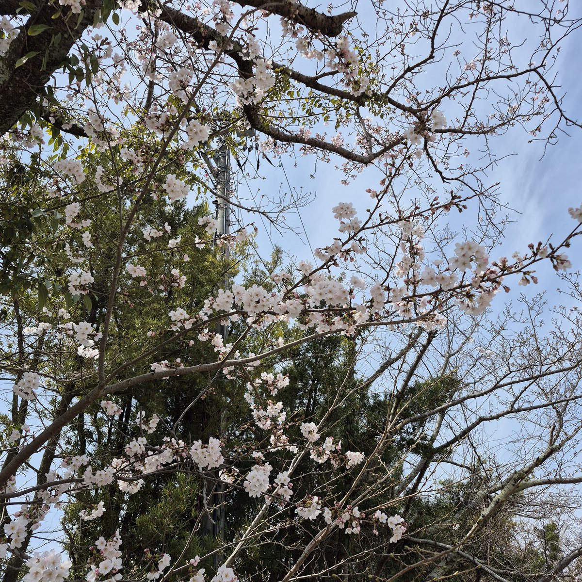 宮島マラソン。
桜もきれいでした🌸
#宮島マラソン