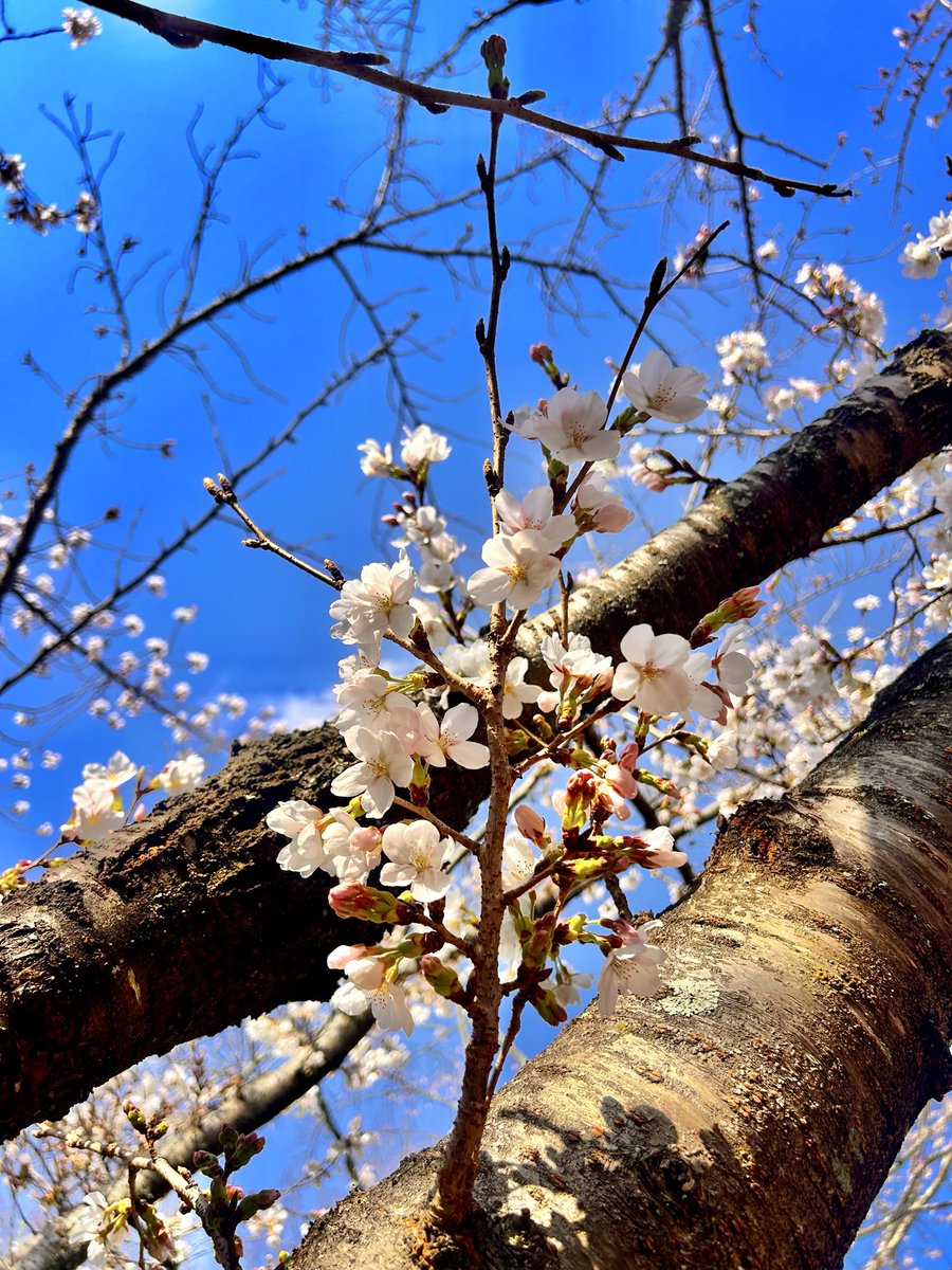 みかんタルト tweet media