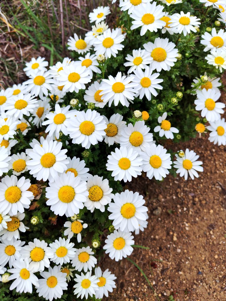 みなさな tweet media