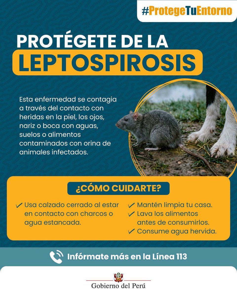 MTPE_Peru's tweet photo. La leptospirosis es una enfermedad silenciosa que puede causar la muerte. Por eso, es importante que sigas estas recomendaciones para proteger tu salud y la de tu familia.
→ Si necesitas más información, llama a la #Linea113 del @MinsaPeru.
#ProtegeTuEntorno https://t.co/qQPNyUmfa6