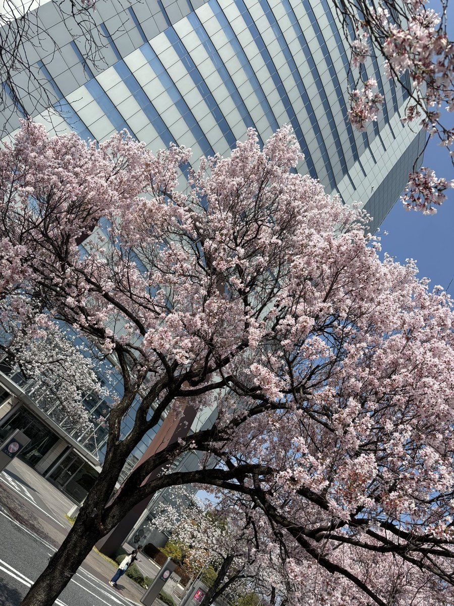 本日のブランチは高崎公園に
花見🌸がてら途中で
えびす弁当さんに寄り
海苔唐弁当を購入して
頂きました✨
とても美味しかったです👍