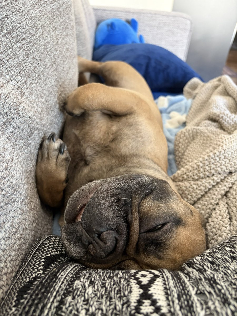 pandoish (Amanda) 🐼✨ tweet media