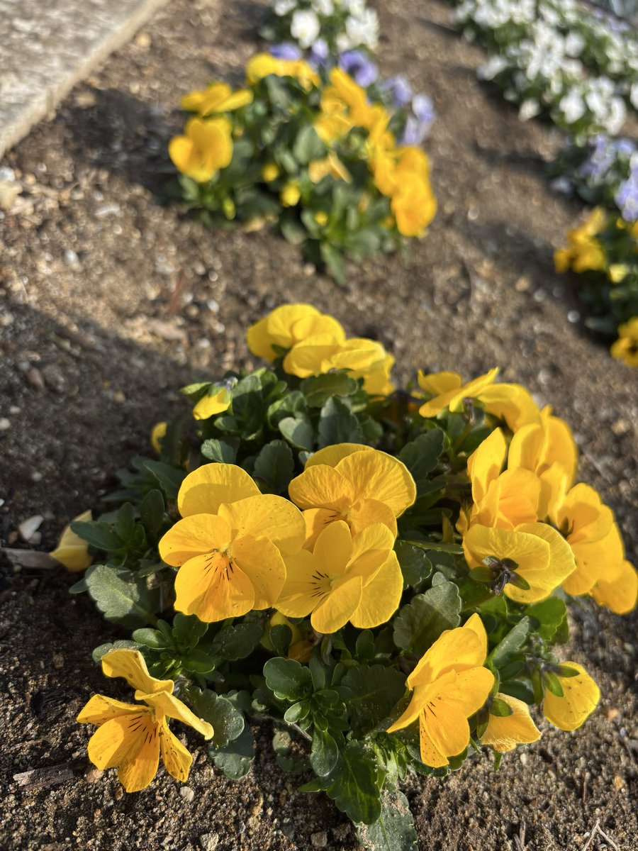 FlowerMIX7's tweet photo. ちらほら🌸桜開花情報も
耳にしますね

春とあうだけで
ウキウキします

近所の花たちも
風に揺れて

この頃は
黄色い花に
よく目が止まります

黄色い花の意味
知ってるかた
そっと
教えてください💛 https://t.co/EDkd1AZ3BM
