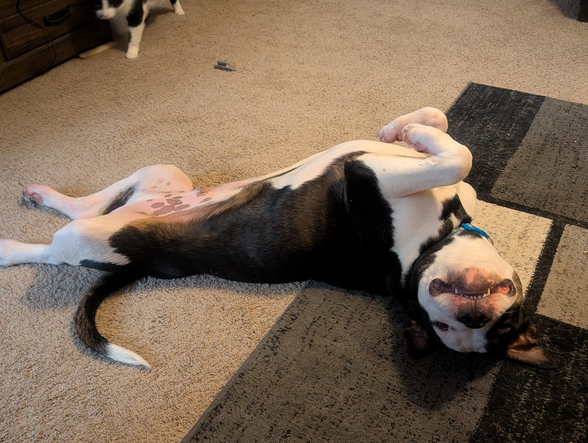 Mirai-Vegeta (RIP Toriyama-sensei)🇺🇸 tweet media