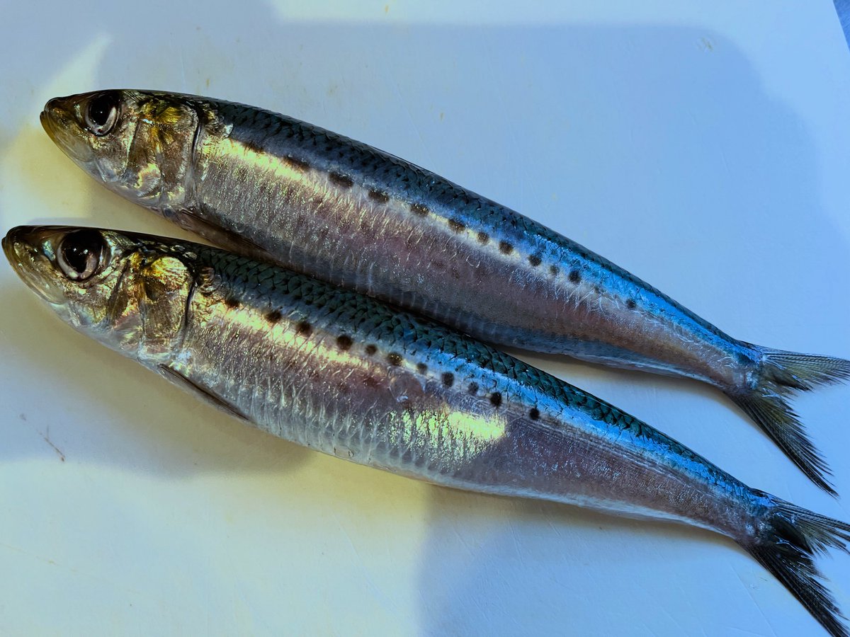 南横浜ビール研究所 tweet media