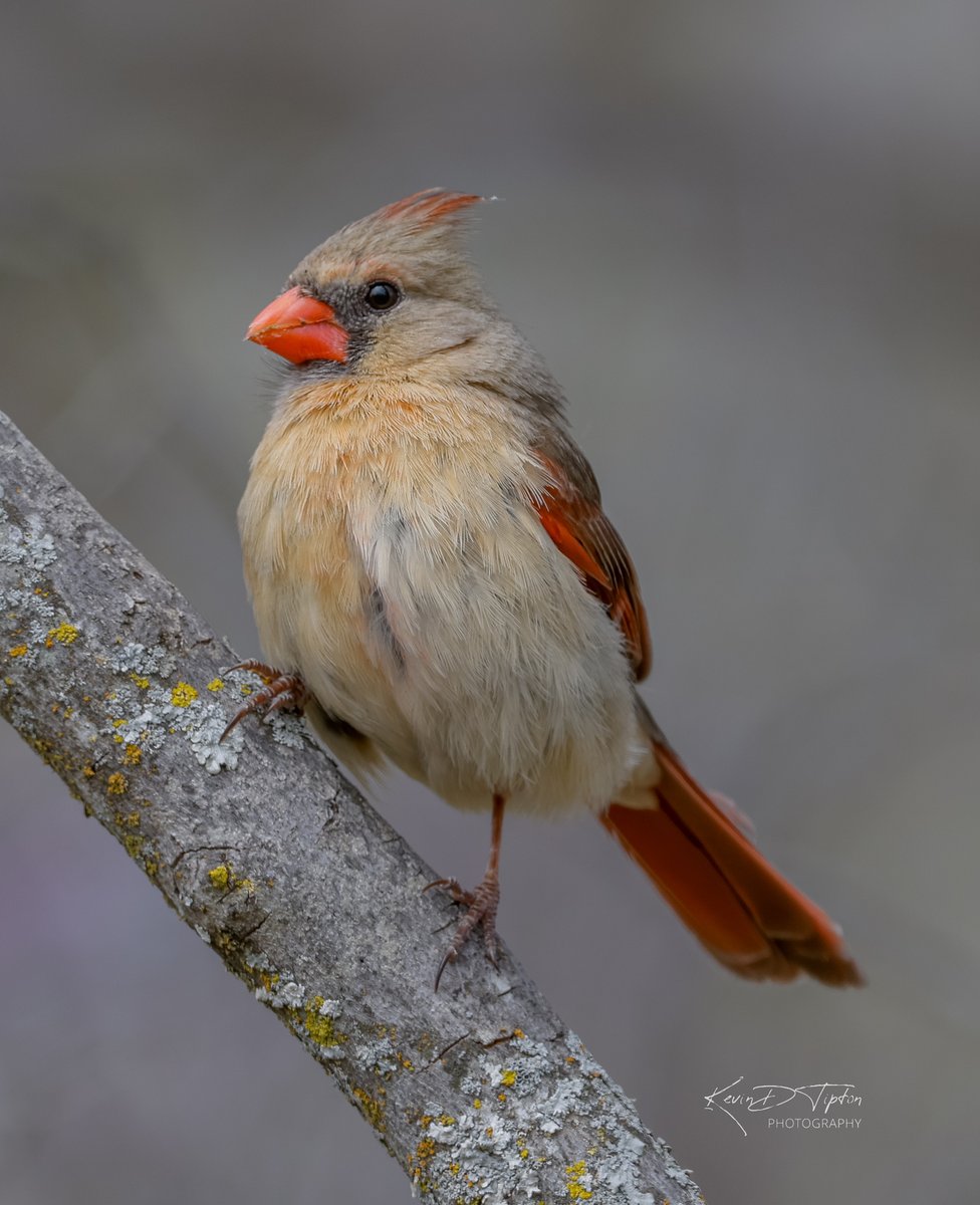 Capt KEVman!!! tweet media