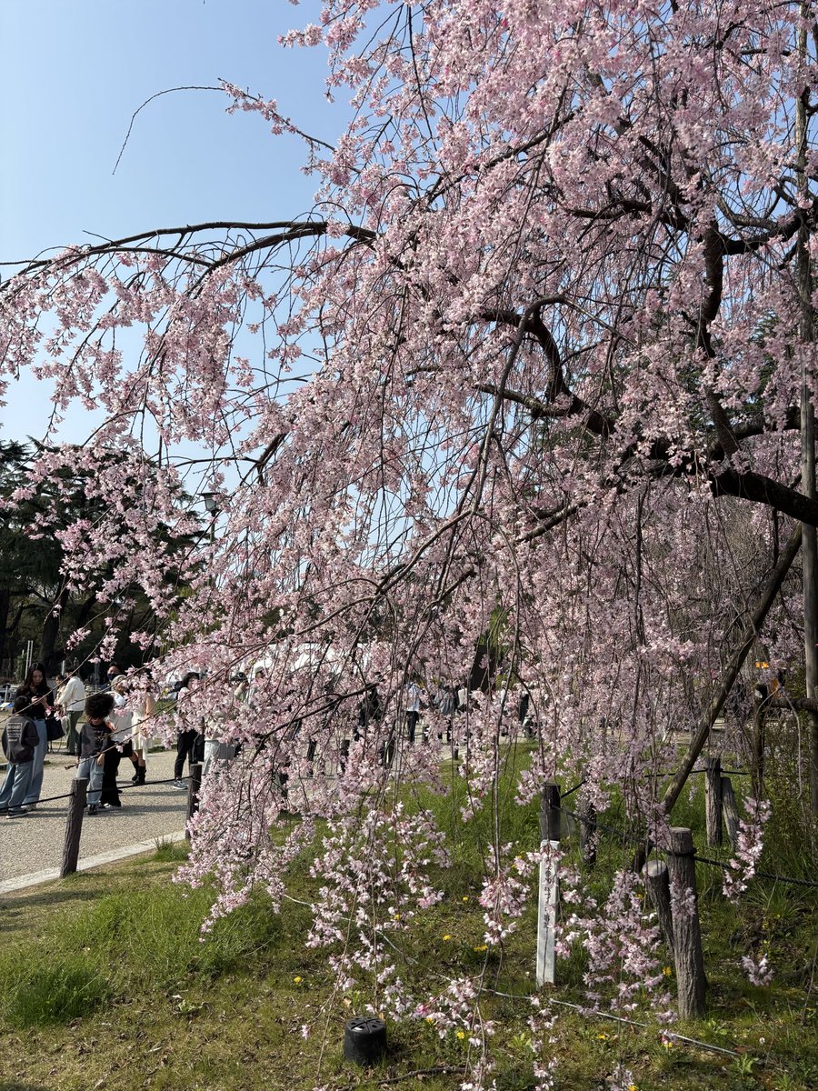 といっちゃん🐉 tweet media