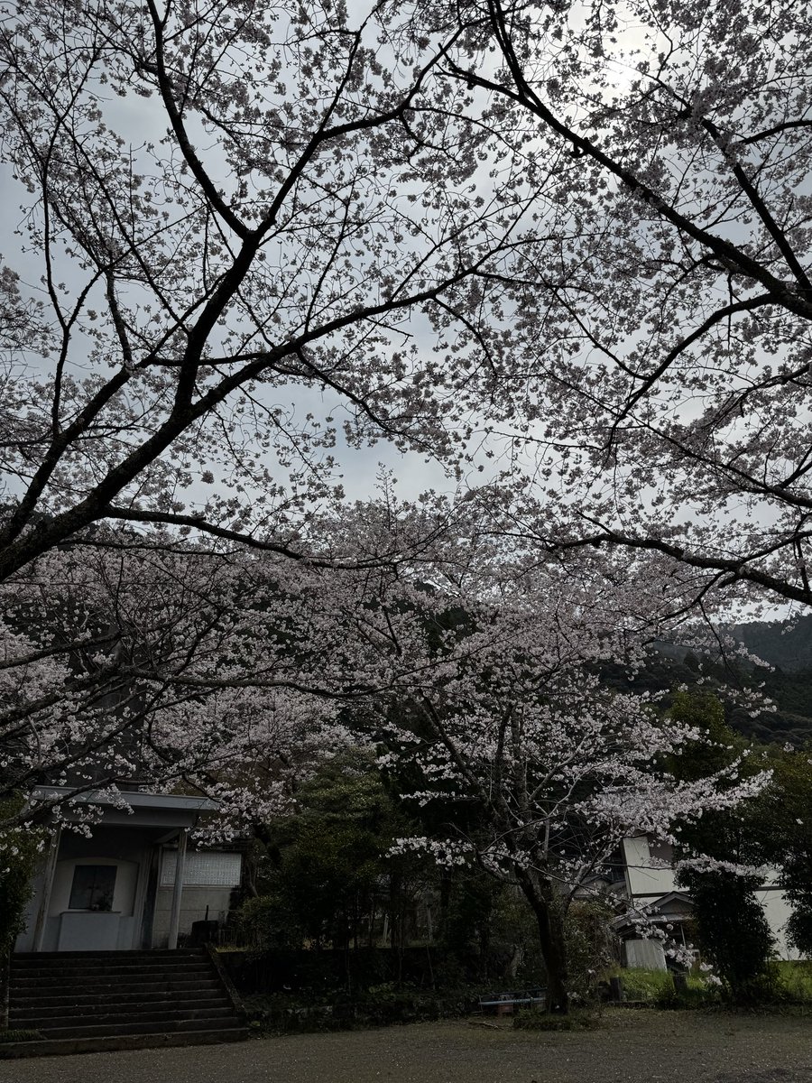 未熟な青苺 tweet media