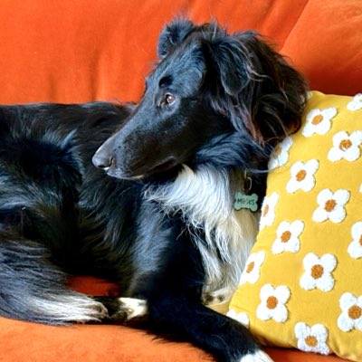 The Snoopervisor 2.0 /Moses (Wilma🌈) tweet media