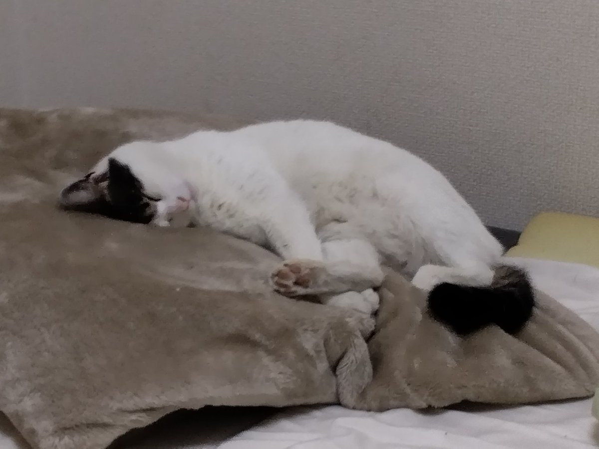 喜奈児ママ tweet media