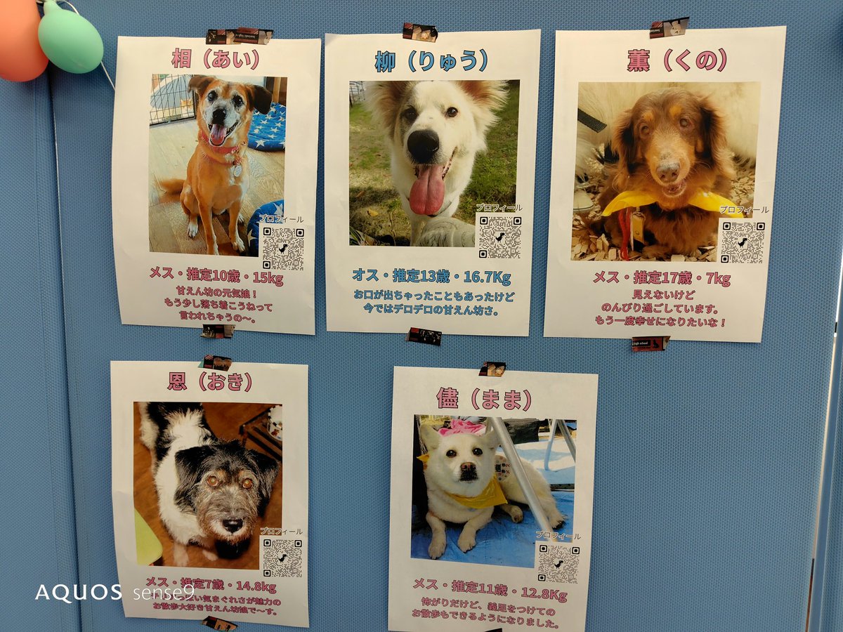 ちばわん(犬猫保護) tweet media