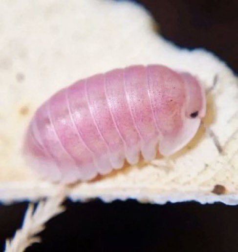 star ｡･:*:･ﾟ★ i love my friends 🎀 tweet media