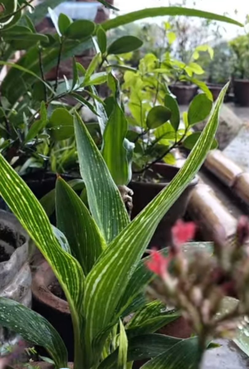 নিশিকাব্য tweet media