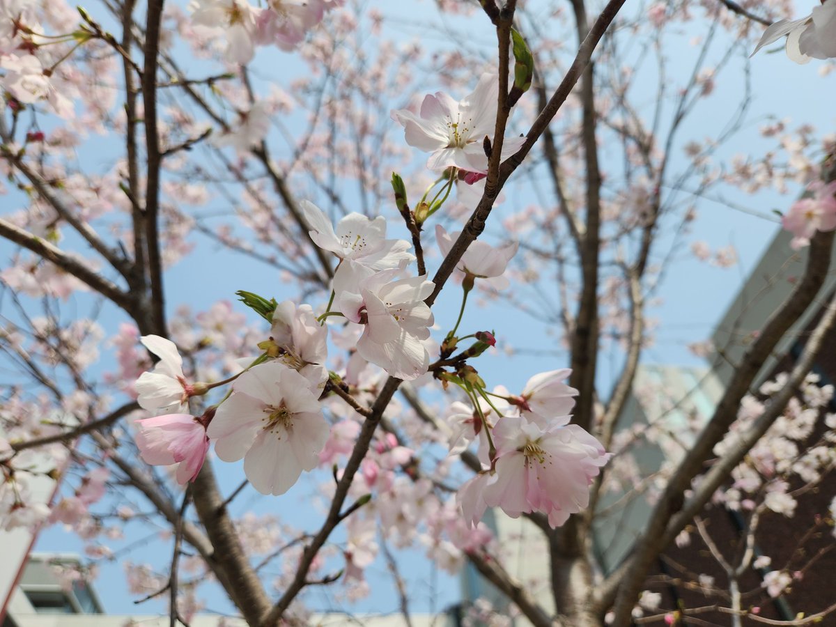 出羽 tweet media