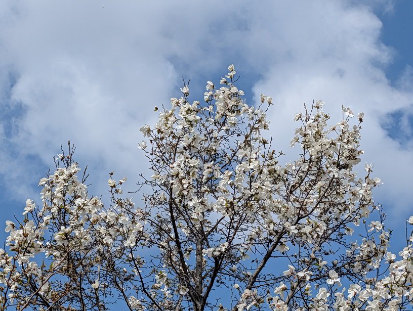 イルカ tweet media